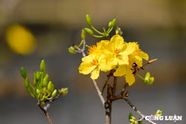 Thương lắm bóng hoàng mai