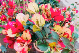 Những loài hoa giấy được yêu thích nhất hiện nay