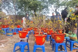 Chợ hoa Tết cuối năm hạ giá, đào quất mini hút khách