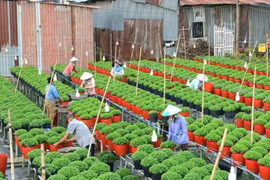 Festival hoa - kiểng Sa Đéc dự kiến đón nửa triệu lượt khách