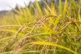 Giá lúa gạo hôm nay 28/10: Xuất khẩu tăng giảm trái chiều, gạo Việt Nam hướng mốc kỷ lục