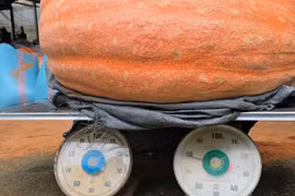 Quả bí ngô khổng lồ hơn 170kg ở Lâm Đồng phá kỷ lục Việt Nam