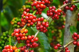 Giá nông sản hôm nay 27/10/2025: Thị trường nông sản lặng sóng