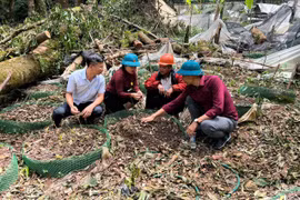 Quảng Ngãi: Chính quyền giúp dân khôi phục lại vườn sâm Ngọc Linh do bão tàn phá