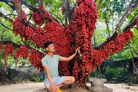 Cận cảnh vườn dâu đỏ “lạ” ở Gia Lai hút khách tham quan, check-in