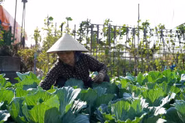 Làm lại từ đầu sau mưa lũ: Nông dân Việt Hưng hy vọng vào vụ rau Tết