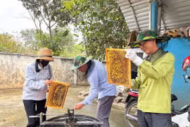 Hà Nội: Người dân huyện Ba Vì kiếm hàng trăm triệu đồng nhờ nuôi ong lấy mật
