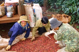 Giá nông sản hôm nay ngày 4/7/2025: Bất ngờ lao dốc