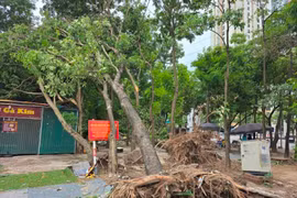 Hà Nội ban hành công điện khẩn ứng phó bão số 3 Wipha: Yêu cầu 'bốn tại chỗ'