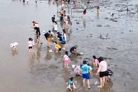 Cát Hải (Hải Phòng): Trải nghiệm cào ngao độc đáo