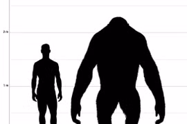 Lý do 'King Kong' ngoài đời thực biến mất khỏi Trái đất