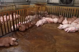 Phát hiện đường dây tuồn hàng tấn thịt lợn nhiễm dịch tả lợn Châu Phi ra chợ và quán ăn Hà Nội