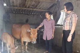 Hà Tĩnh phát triển mô hình sinh kế, tạo nền tảng giảm nghèo bền vững