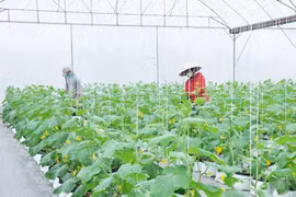 Hưng Yên: Đẩy mạnh ứng dụng khoa học kỹ thuật, nông dân tăng thu nhập hàng trăm triệu đồng