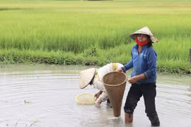 Đắk Lắk: Nhọc nhằn mưu sinh nghề mò hến bắt ốc ở hồ Lắk
