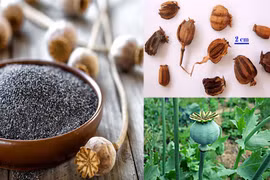 Kiểm soát nhập khẩu hạt cây có chứa chất ma túy, tránh bị lợi dụng vào mục đích bất hợp pháp