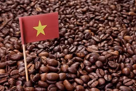 Ngành cà phê Việt Nam đứng trước bước ngoặt lịch sử để vươn lên dẫn đầu thế giới