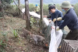 Vườn quốc gia Hoàng Liên (Lào Cai) tái thả nhiều động vật hoang dã, nguy cấp, quý hiếm về rừng