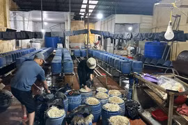 Khởi tố đối tượng sản xuất, kinh doanh 30 tấn giá đỗ có sử dụng chất cấm ở Hưng Yên