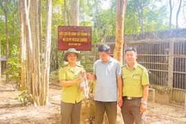 Kon Tum: Vườn quốc gia Chư Mom Ray tiếp nhận khỉ đuôi dài quý hiếm bị cụt tay