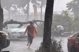Mưa dông ở Hà Nội, cây xanh bật gốc đè trúng ô tô và người đi đường
