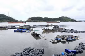 Cảnh báo mưa bão, người nuôi trồng thủy sản ven biển được khuyến cáo khẩn trương ứng phó