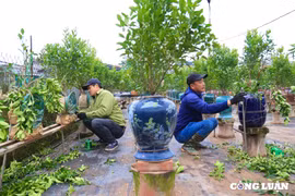 Người dân trồng quất cảnh Tứ Liên tất bật gò thế, tạo dáng cho cây sau Tết