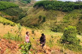 Gia Lai: Gần 1ha keo của người dân bị kẻ xấu chặt phá sát gốc