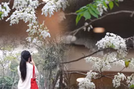 Hà Nội tháng 3 mùa hoa sưa: Hương sắc trong gió xuân