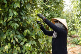 'Vàng đen' lập đỉnh sau thời kỳ lao dốc, nông dân Gia Lai phấn khởi thu hoạch