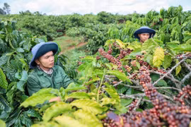 Giá cà phê ngày 29/12: Tăng mạnh lên sát mốc 98.000 đồng/kg