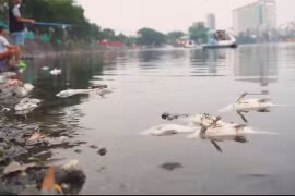 Hồ Trúc Bạch ô nhiễm nghiêm trọng, cá chết hàng loạt: Người dân lo ngại ảnh hưởng sức khỏe