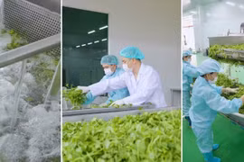 Sấy thăng hoa eHerbal- 'chìa khóa' vàng cho nông sản chất lượng