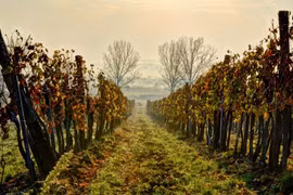Ngành rượu vang Hungary đối mặt nguy cơ bị xóa sổ bởi dịch bệnh lạ
