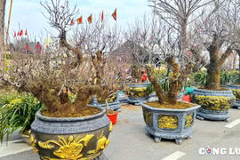 Chợ Tết Phú Thọ nhộn nhịp với những gốc đào cổ rêu phong 'khủng'