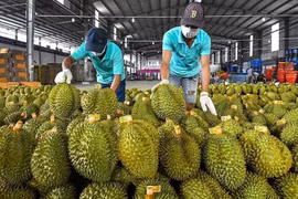 Việt Nam xuất khẩu sầu riêng sang Trung Quốc tăng gấp rưỡi