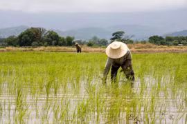 ‏Gạo - “chiến binh” bền bỉ giữa lúc thế giới nóng lên‏
