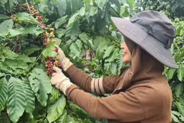 Giảm nghèo nhờ chuyển đổi cây trồng phù hợp tại Gia Lai
