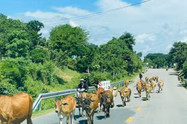 Gia Lai: Tông trúng con bò trên đường, thanh niên tử vong tại chỗ