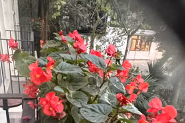 Hoa Xuân sớm