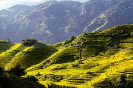 Mê mẩn bức tranh mùa vàng Dào San