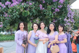 Mùa bằng lăng về khắp phố phường Hà Nội