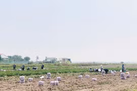 Gia Lai: Nông dân trúng đậm vì khoai lang được mùa, được cả giá