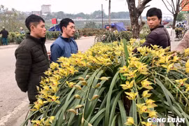 Lào Cai: Chợ hoa địa lan Sa Pa Tết Ất Tỵ nhiều người xem, còn ít người mua