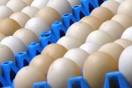 Mỹ nhập khẩu trứng từ Hàn Quốc, Thổ Nhĩ Kỳ để hạ nhiệt giá cả