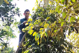 Ngày 25/12: Giá cà phê và hồ tiêu cùng tăng mạnh, nông dân không muốn bán cà phê