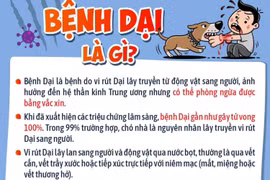 Những thông tin cha mẹ cần biết về bệnh dại để bảo vệ con