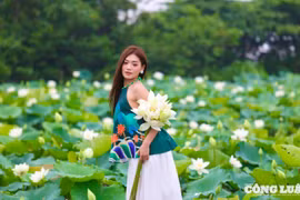 Chiêm ngưỡng đầm sen trắng tinh khôi ở ngoại thành Hà Nội