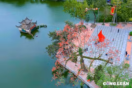 Rực rỡ sắc đỏ hoa gạo ở ngôi chùa cổ ngoại thành Hà Nội