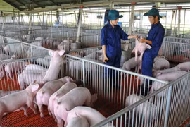 Giá heo hơi tăng mạnh, doanh nghiệp chăn nuôi lãi lớn quý I/2025